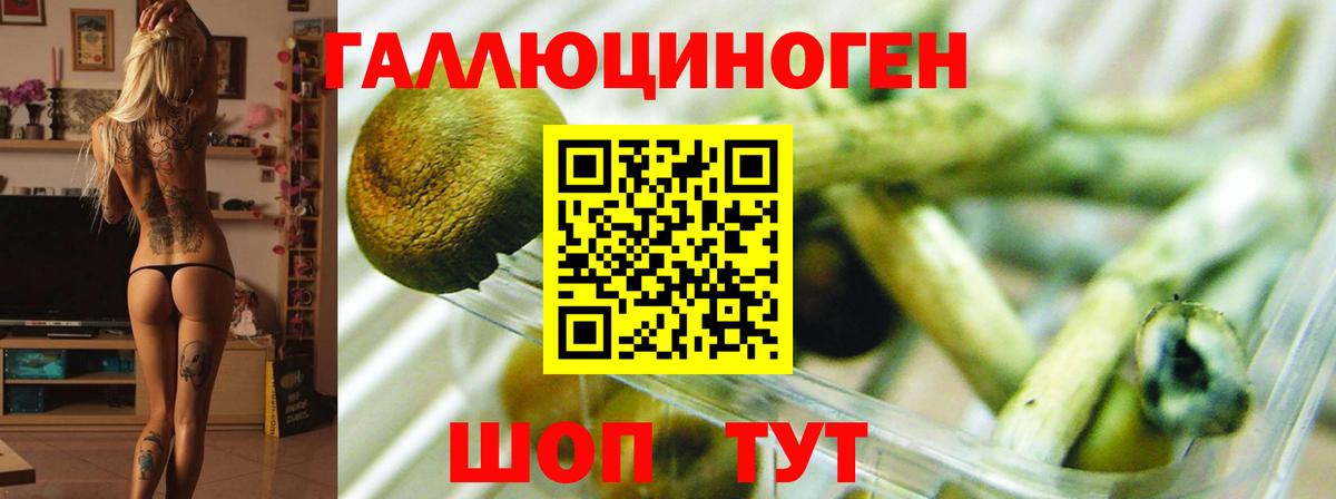 Галлюциногенные грибы GOLDEN TEACHER  Вход с VPN  Псилоцибиновые грибы Psilocybine cubensis  Видное 